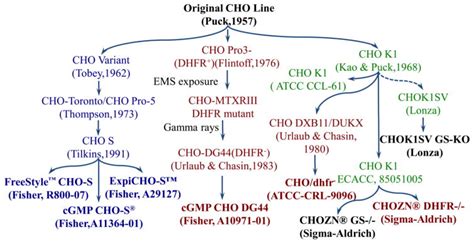 Comparative Proteomic Analysis Of Three Chinese Hamster Ovary Cho