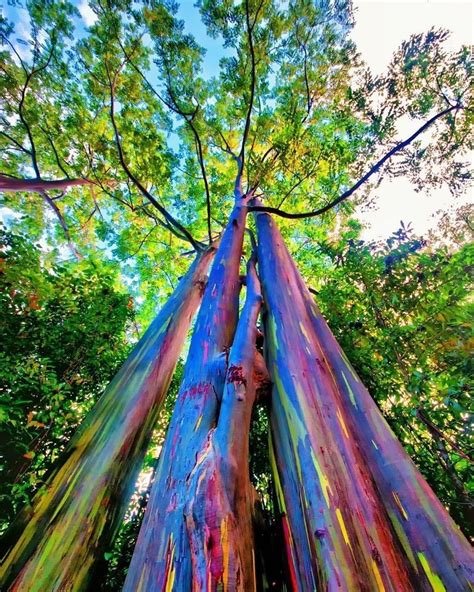 Rainbow Eucalyptus Tree LIVE PLANT 4-8 Inch Seedling Fast - Etsy