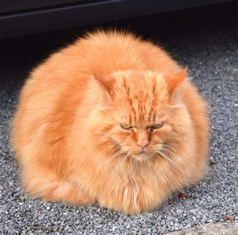300 Free Cat Meow And Meow Images Pixabay