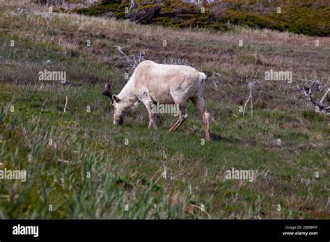 Newfoundland Tourism Photo A Caribou Stock Photo Alamy