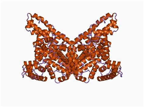 Difference Between Albumin and Globulin - Pediaa.Com