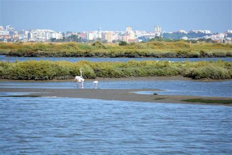 Beautiful Portugal Flamingo Birds Eating In The Seixal Corrois Almada