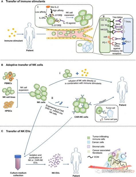 Nk细胞免疫疗法nk细胞疗法nk细胞治疗nk细胞免疫治疗全球肿瘤医生网