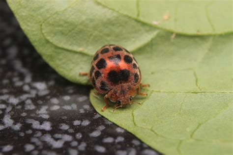 Premium Photo | Macro photo of ladybug on leaf