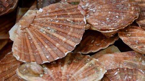 8 Types Of Scallops And What To Know About Them