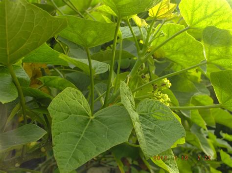 Photography With Dr Ernie Jatropha Curcas