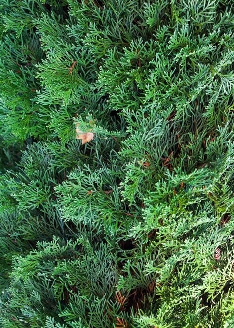 Evergreen Coniferous Branches Stock Image Image Of Fresh Juniperus