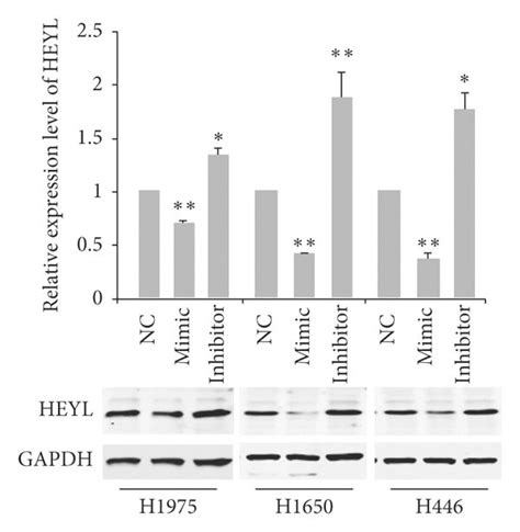 Heyl Is The Downstream Target Of Mir 665 In Lung Cancer Cells A