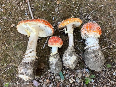 Amanita Muscaria L Lam Amanite Tue Mouches Fausse Oronge