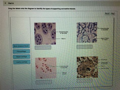 Drag The Labels Onto The Four Types Of Tissue Membranes