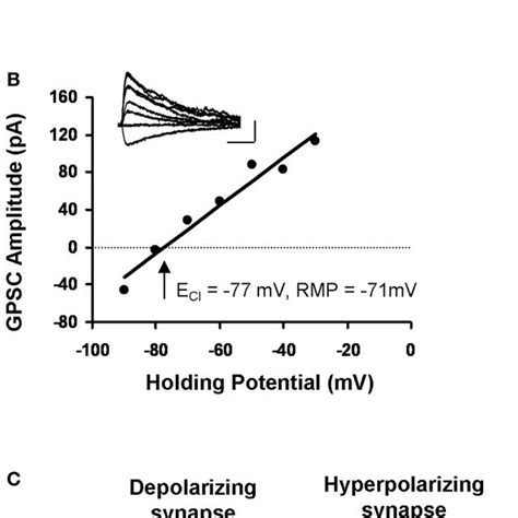 Characterization Of Gabaergic Synapses A Example Of An Iv Curve