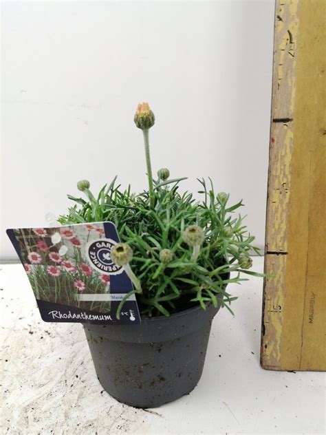 Rhodanthemum Zagora Yellow De Florahoek