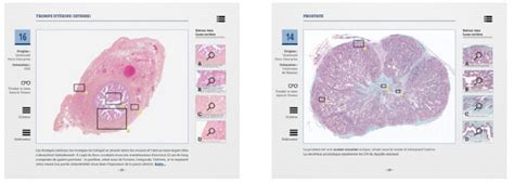 Atlas De Lames Virtuelles DHistologie Histologistes Org