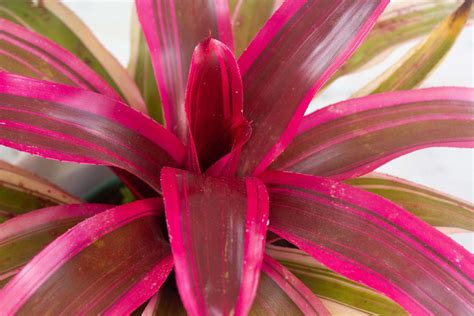 Growing Neoregelia Bromeliads