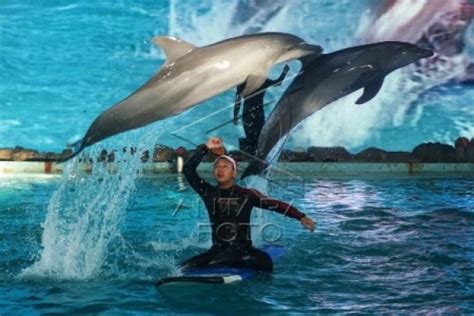 Lumba Lumba Wisata Ancol Antara News Kalimantan Barat