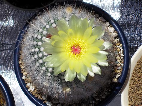 Cometのサボテン栽培日記 サボテンの花の特徴5改 銀小町