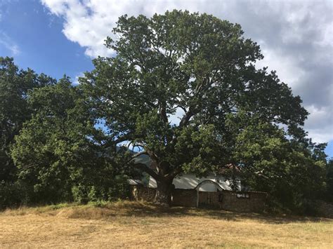 Roble Albar Todo De Este Árbol Su Cultivo Y Mucho MÁs