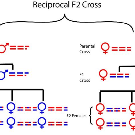 Cross schematic of a standard Reciprocal F2 Cross. Mitochondrial... | Download Scientific Diagram