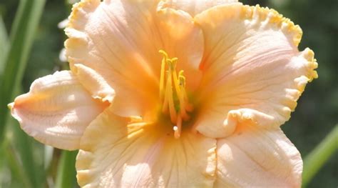 63 Beautiful Daylily Varieties For Your Garden