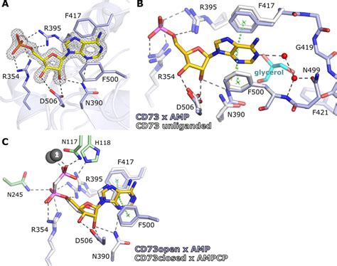 Recognition Of By CD73 A Substrate Binding Mode Of Yellow To