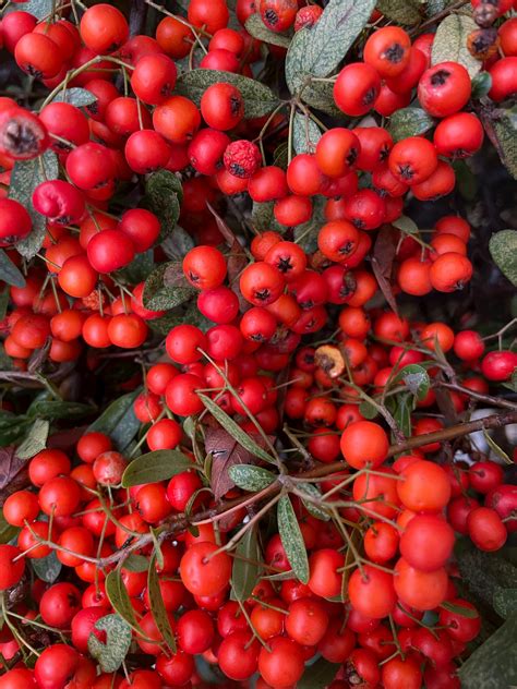 Red Berries on Bare Tree Branches · Free Stock Photo