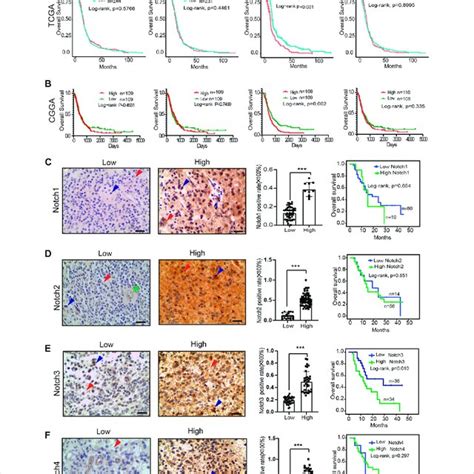 The Differential Expression And Biological Functions Of Notch Receptors