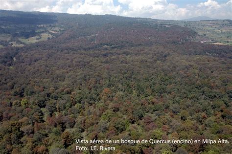 La Biodiversidad En La Ciudad De M Xico Estudio De Estado