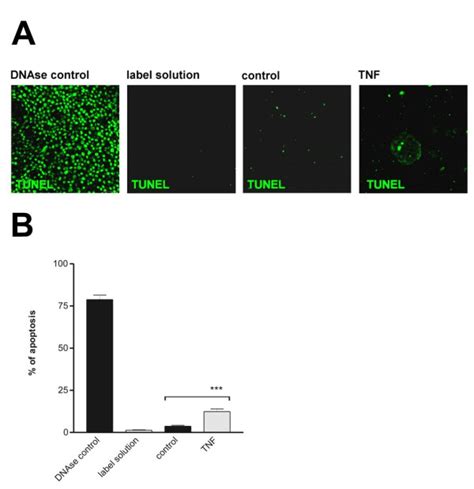 Tnf Rarely Triggers Apoptosis In Nscs A Nscs Were Collected Using