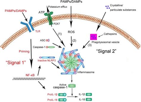 Figure From Targeting Receptor Interacting Serine Threonine Protein