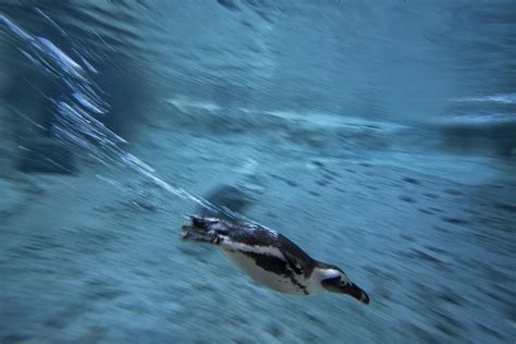 African Penguin San Diego Zoo Wildlife Alliance