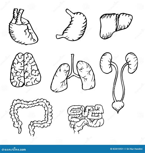 Human Organs Sketch Vector Illustration 40244884