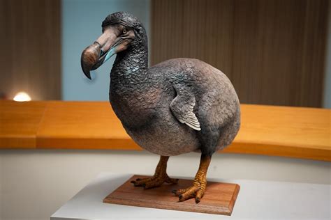 Scientific review corrects Dodo extinction record