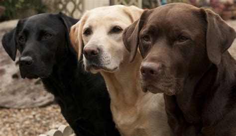 Labrador Retriever Uma Raça de Cachorro Carinhosa e Inteligente