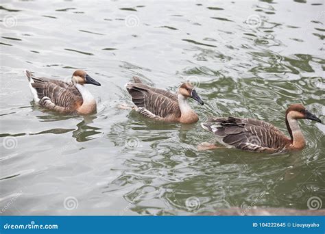 Famille De Canard Image Stock Image Du Natation Nourriture 104222645