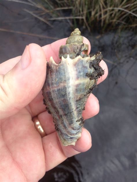 The Crown Conch A Slow Predator Of The Estuary Ufifas Extension