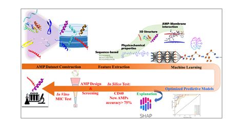 Accelerating Antimicrobial Peptide Discovery For Who Priority Pathogens