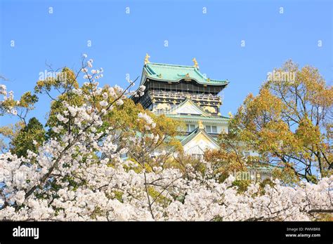 Osaka Castle and cherry blossoms Stock Photo - Alamy