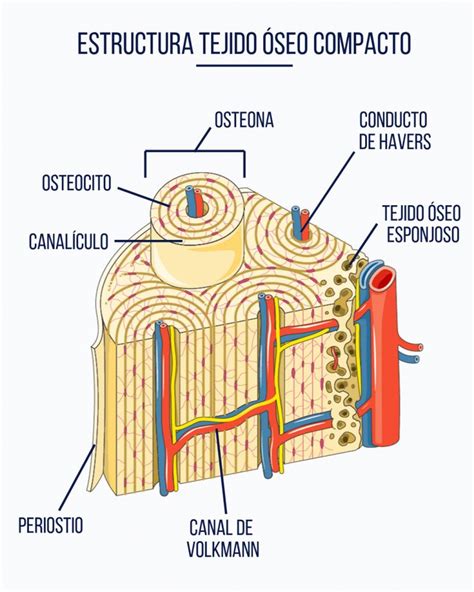 Sistema esqueletico Anatomía del esqueleto humano Estudiante de medicina