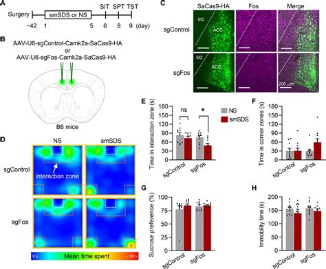 Fos Levels In Mouse Brain Linked To Degree Of Susceptibility To