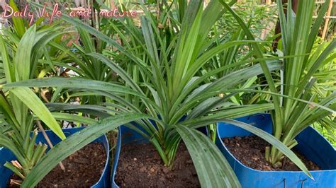 How To Grow Pandan Plant From Cutting At Home Garden Pandan Growing