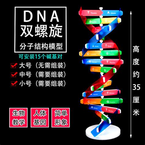 High School DNA Double Helix Structure Model Molecular Structure Model ...