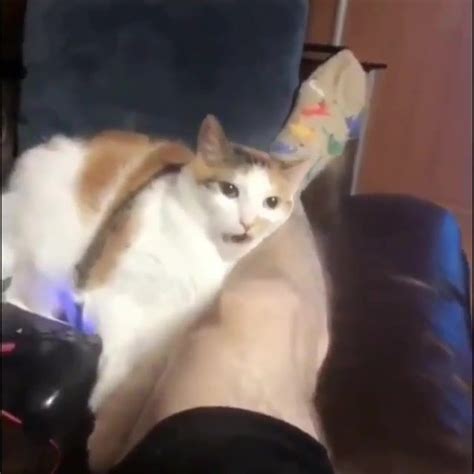 Tiktok · Cowbellys Memes Cat Biting Memes Youtube