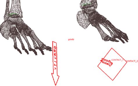 Figure 2 From Analysis Of Reaction Forces In Human Ankle Joint During Gait Semantic Scholar