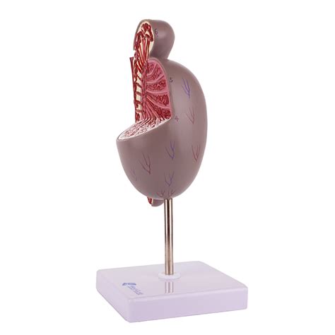 Modelo Do Testículo Ampliado Mogiglass Anatomia E Simulação