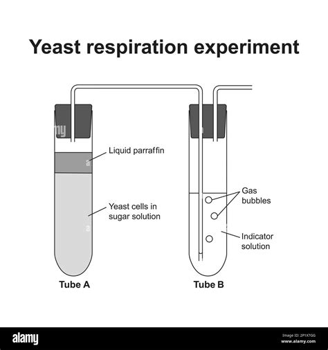 Anaerobic respiration experiment, illustration Stock Photo - Alamy