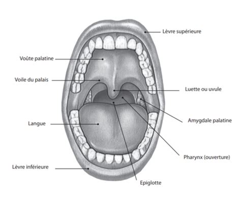 Anatomie Et Physiologie Degestive 26 09 Cartes Quizlet