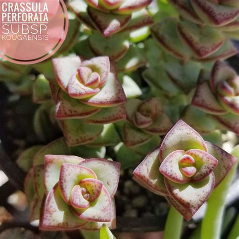 Crassula Perforata Types Of Succulents Identification Succulentdotcare