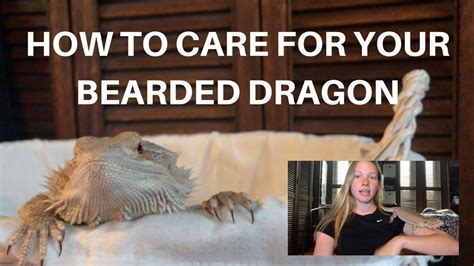 How To Care For Your Bearded Dragon A Beginners Guide Youtube