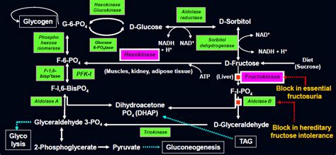 studiosum vita - METABOLISM OF CARBOHYDRATES - METABOLISM OF CARBOHYDRATES