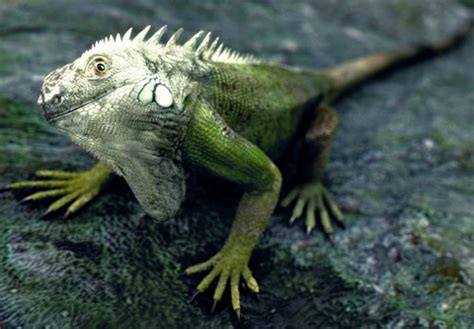Bichitos y Bichejos: Reptil